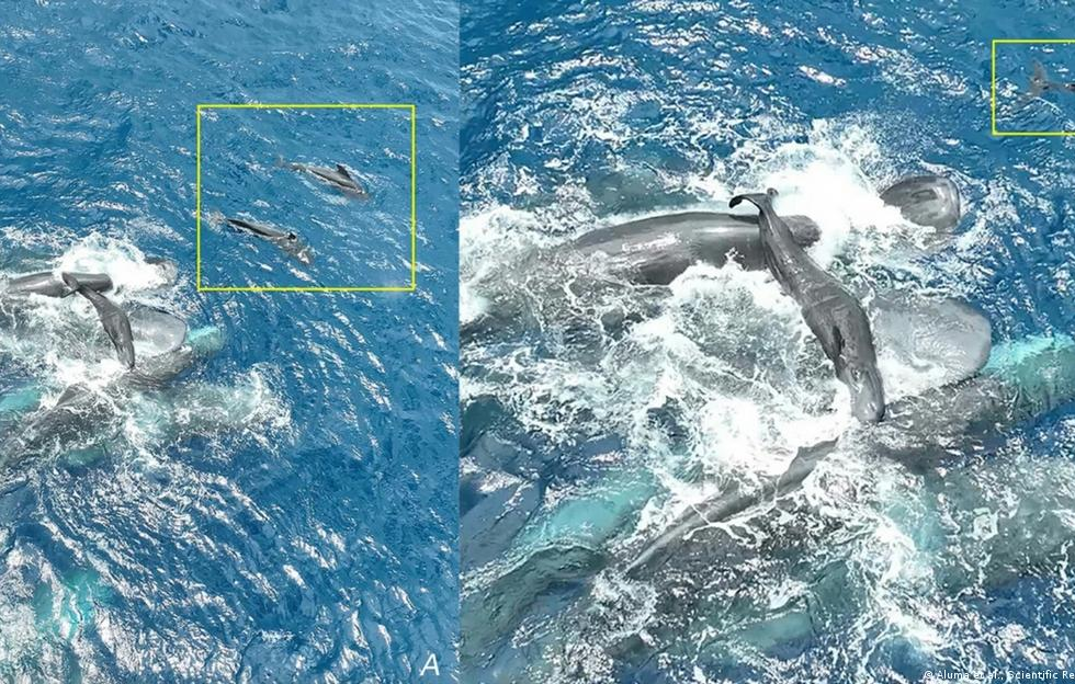 Inédito: documentan nacimiento de cachalote y surge sorpresa