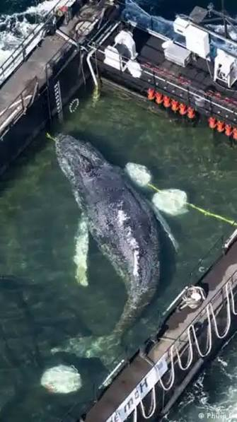 Rescate de “Timmy”, la ballena atrapada, mantiene al mundo en vilo