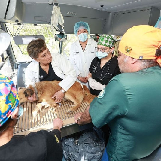 UAEMéx apuesta por anestesia inhalada para elevar estándares en atención animal