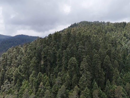 Recibe Edoméx certificación forestal internacional