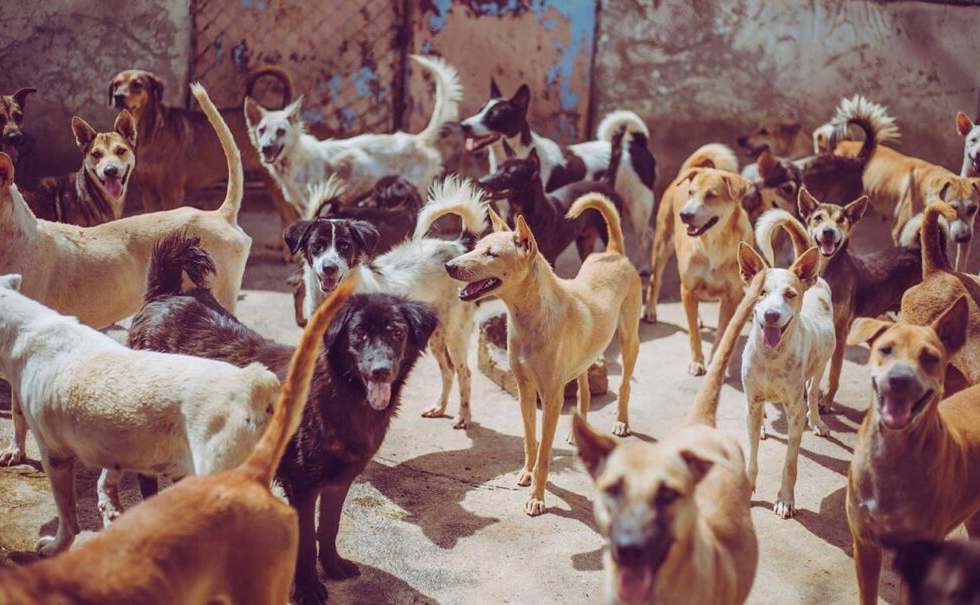 Más sanciones contra el abandono lo mejor es promover la tenencia responsable de mascotas