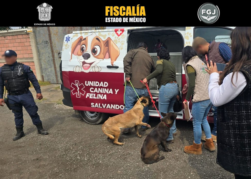 Rescatan a dos perritas abandonadas en inmueble en Cacalomacan, Toluca