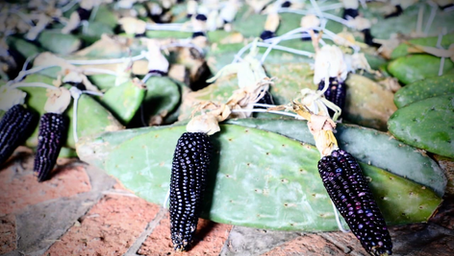 Más de 3,900 productores de maíz son apoyados por siniestros en el Edomex