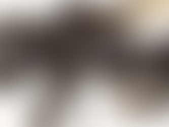 La “abeja lucifer”: extraño insecto descubierto en Australia