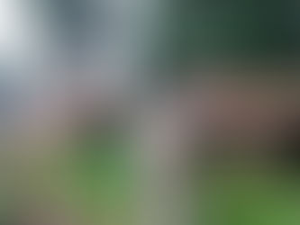 Profepa refuerza la lucha contra la tala ilegal en la reserva de la mariposa monarca