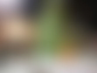 Enciende alcaldesa de Tecámac luces de mega árboles de navidad