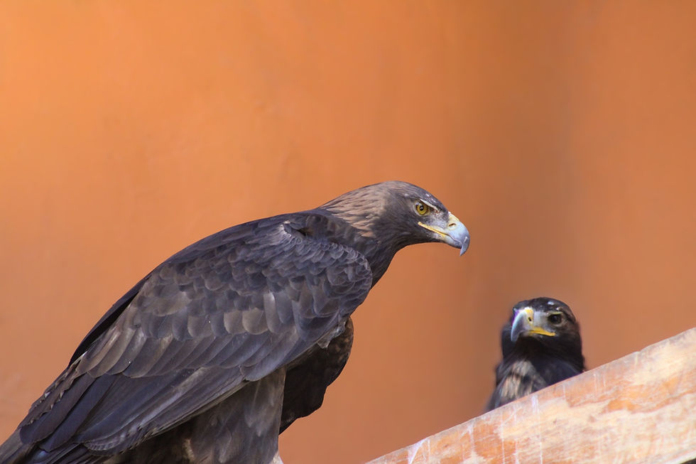Celebra Zacango el nacimiento de un águila real