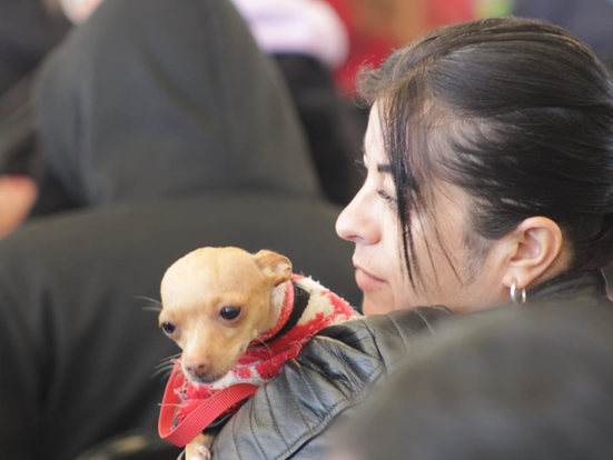 Estrategia CERA, realizan más de 900 servicios veterinarios gratuitos en Texcoco