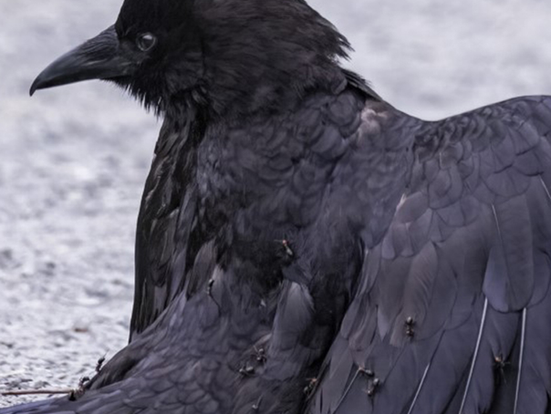 Cuervos recurren al “baño de hormigas” como método natural de higiene