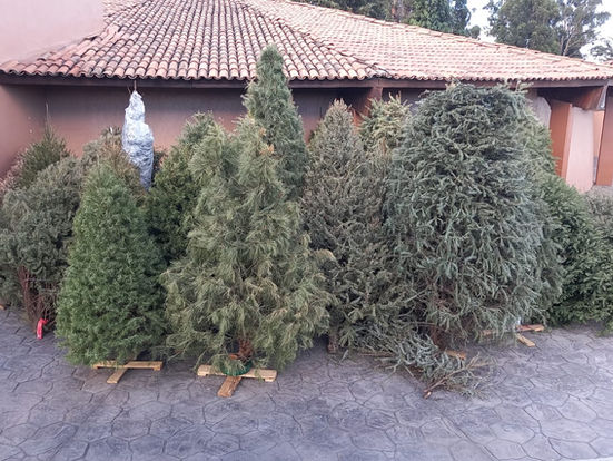 Reutiliza Parque Ecológico Zacango árboles de Navidad para mejorar la salud de los animales