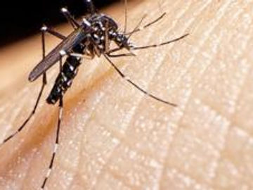 Registra México 22 mil 274 casos y 49 fallecimientos por dengue