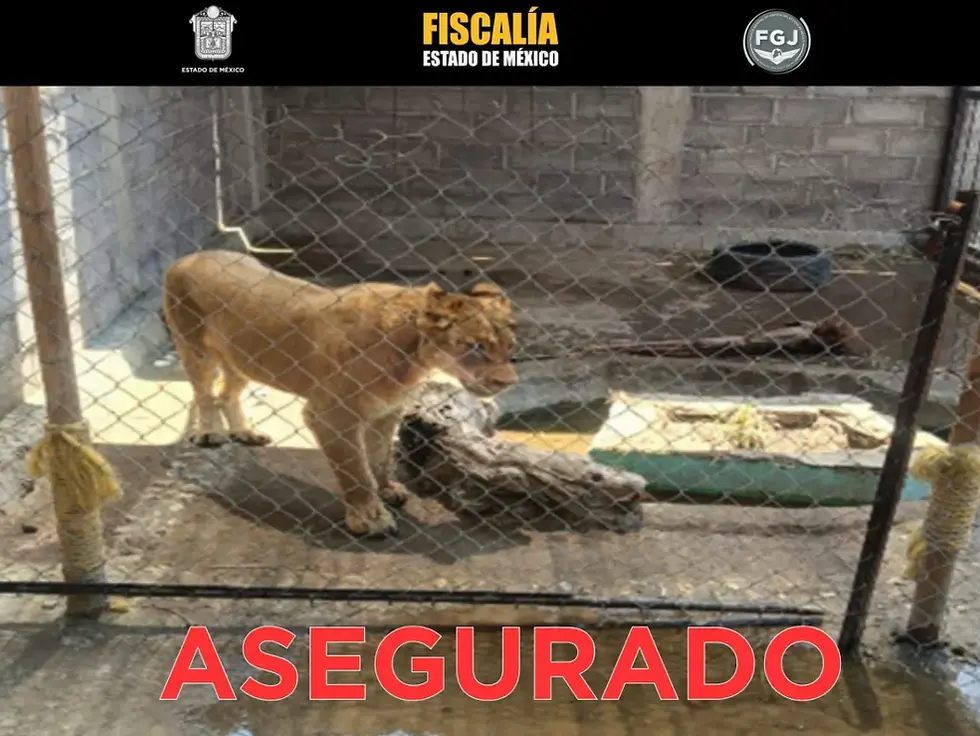 Rescatan a una leona en Chalco: operativo revela abandono y riesgo público