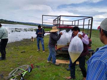 Siembran un millón de alevines de carpa en la presa Huapango en Acambay