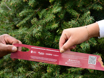 Existen en Edoméx más de 200 sitios para comprar árboles de Navidad naturales