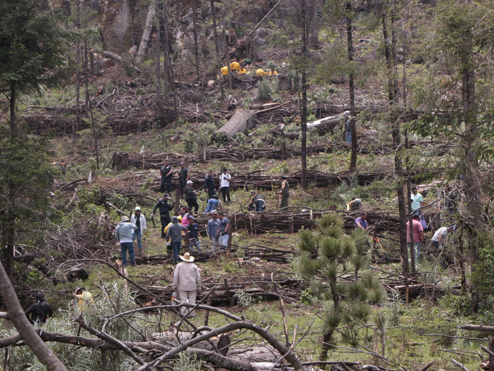 Efectúan Jornada para prevenir afectaciones por lluvias en zonas forestales