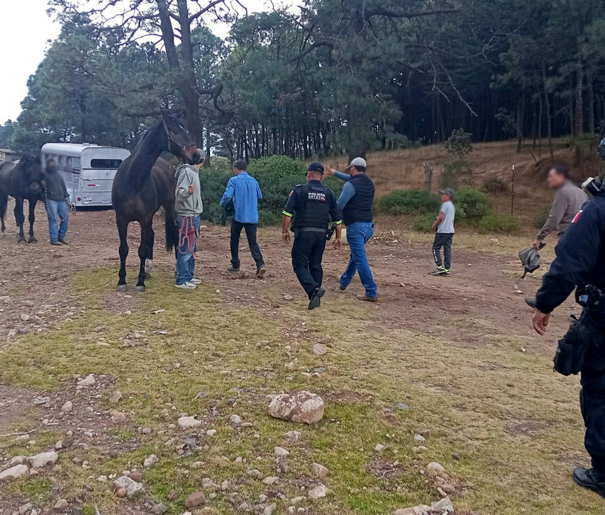 Localizan en bosques de Acambay, caballo perdido valuado en casi un millón de pesos