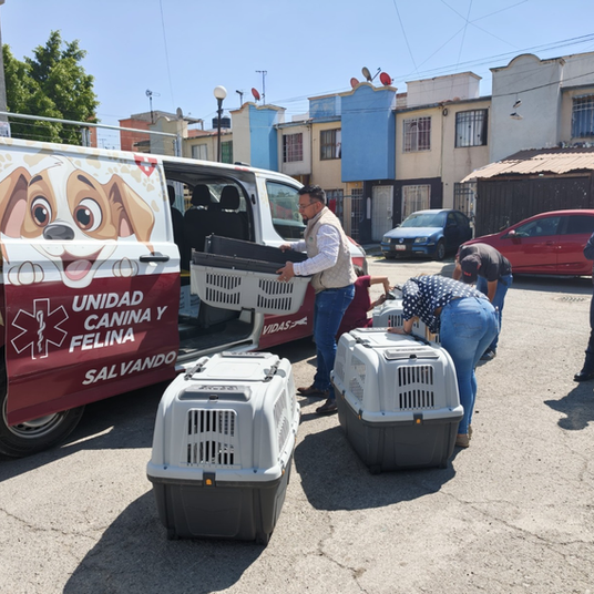 Rescatan y resguardan 12 lomitos en Acolman