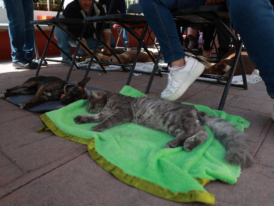 Tecámac fortalece jornadas de esterilización gratuitas con unidad móvil única en el Edomex