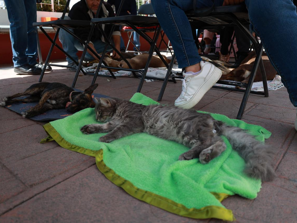 Tecámac fortalece  jornadas de esterilización gratuitas con unidad móvil única en el Edomex