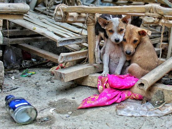 Seis millones de perros en abandono evidencian fracaso en el Edomex