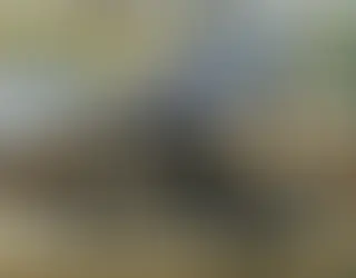 Declara Congreso el 4 de octubre como Día de los Seres Sintientes