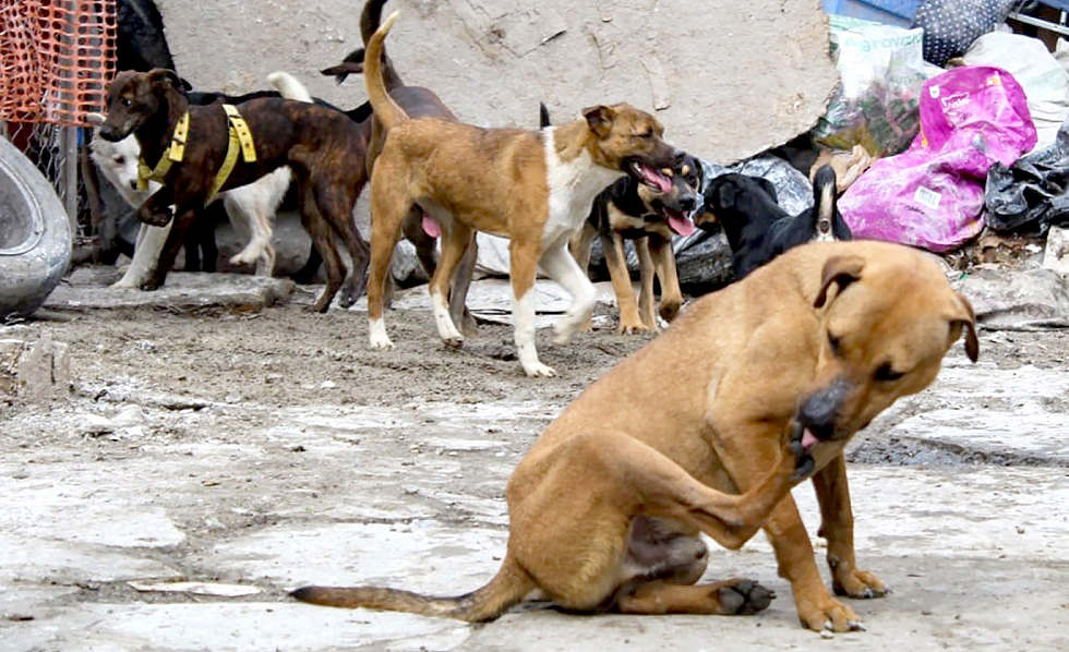 Sacrificio de 10 mil perros en Tecámac: orden oficial bajo norma desata cuestionamientos