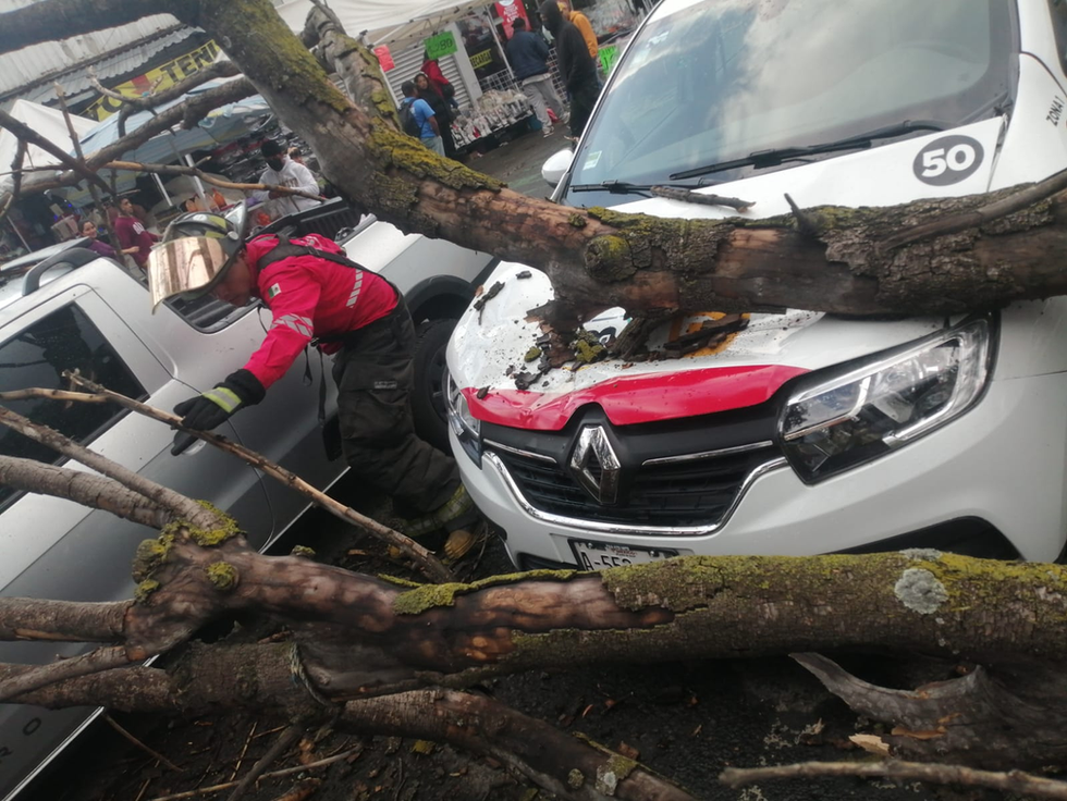 Atiende Protección Civil de Toluca caída de árbol en Boulevard Isidro Fabela