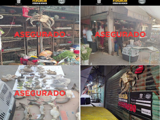 Rescatan 162 animales en mercado de Cuautitlán