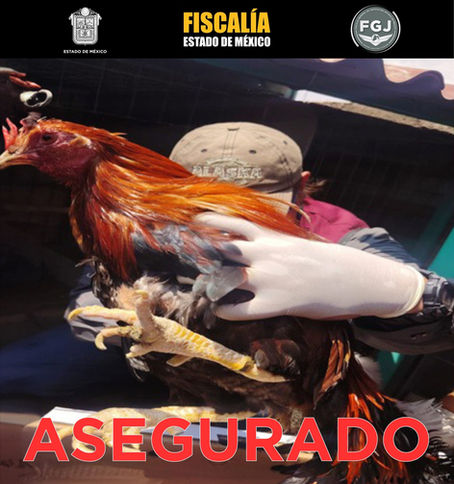 Crueldad en azoteas: rescatan gallos y gallinas en Tlalnepantla