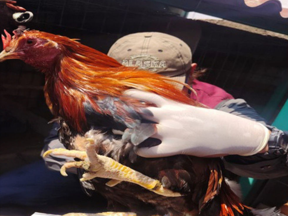 Crueldad en azoteas: rescatan gallos y gallinas en Tlalnepantla