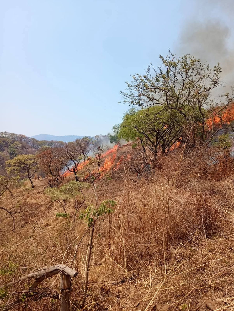 Más de cien brigadistas trabajan para controlar incendio forestal en Luvianos