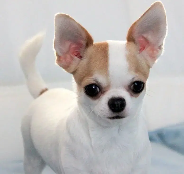El Chihuahua tiene su día mundial: México celebra a su raza más emblemática