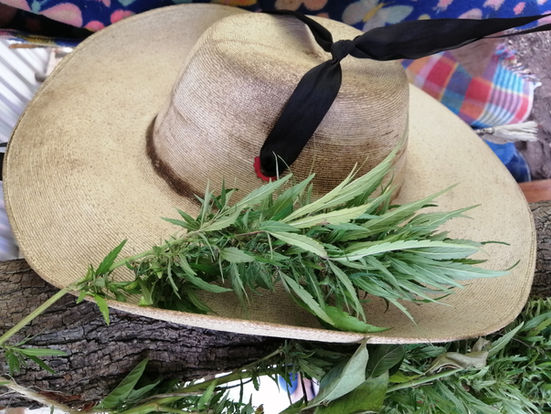 Marihuana para rescatar el sur