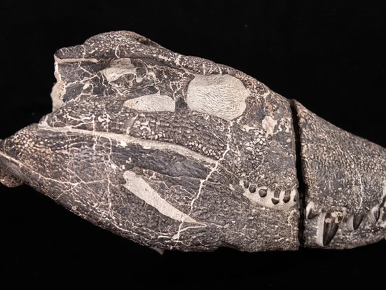 Impactante hallazgo en la Patagonia revela un cocodrilo carnívoro con dientes como los del T. rex