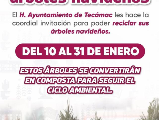 Gobierno de Rosi Wong impulsa el reciclaje de árboles navideños