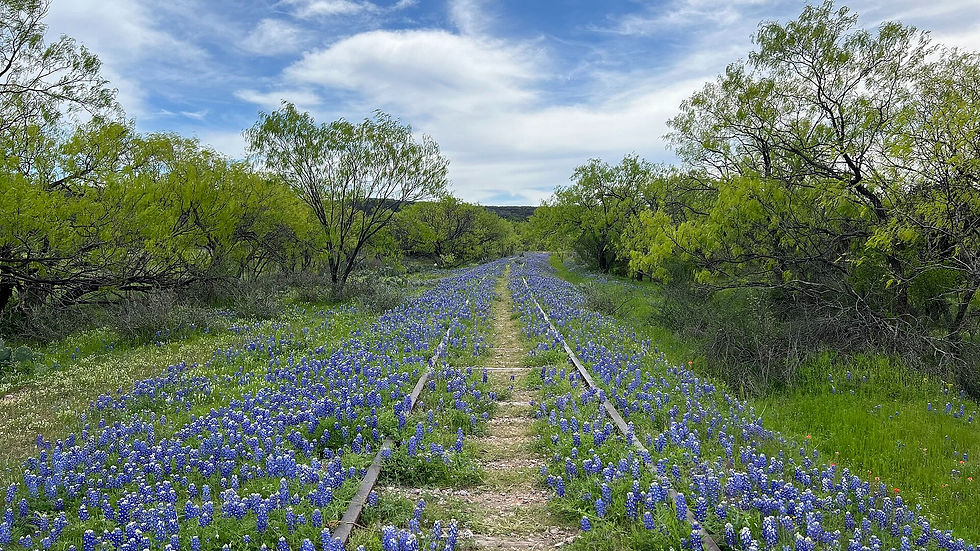 Bluebonnet_Railroad_Texas_2024_edited.jpg