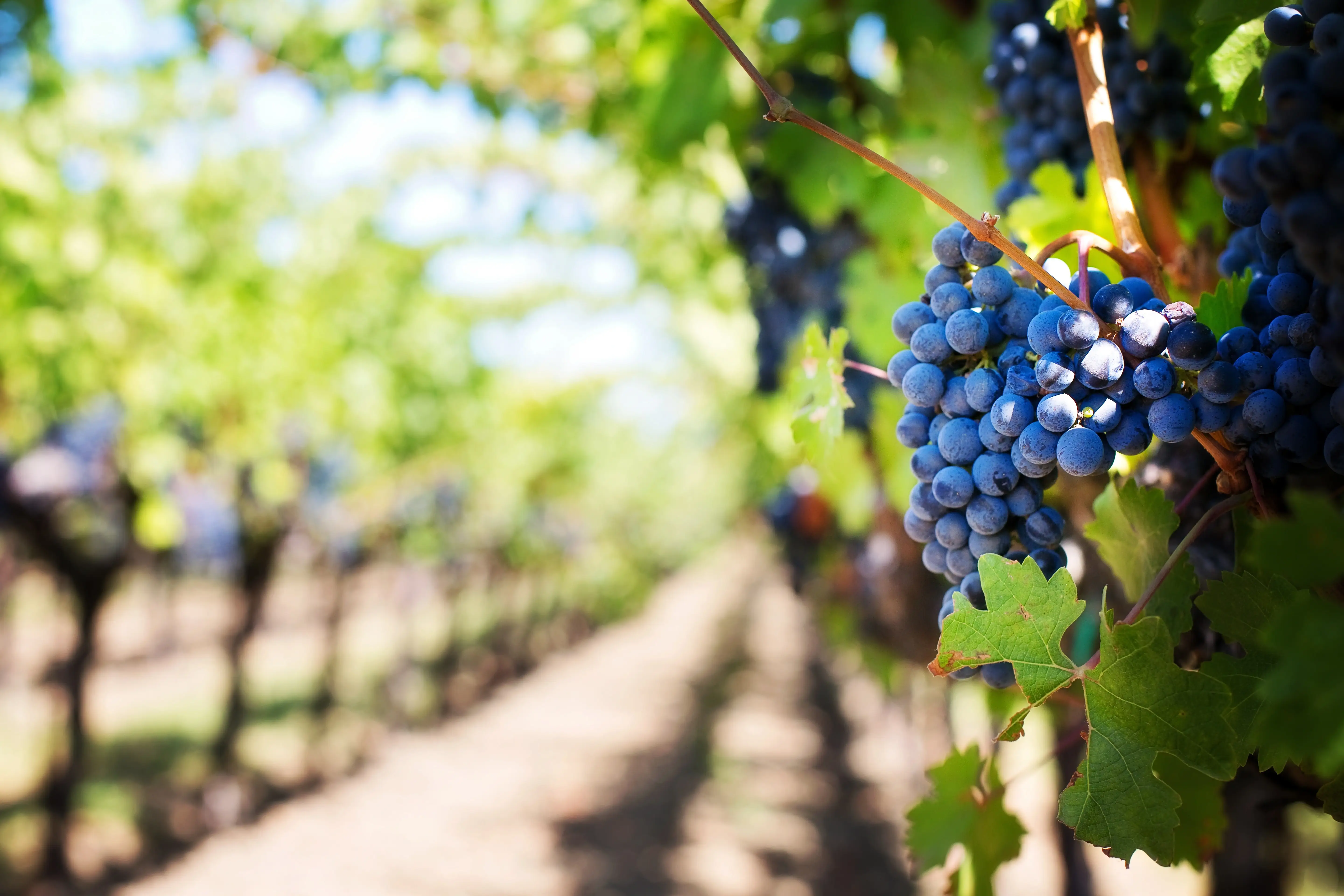 Grappe de vin rouge 1.webp