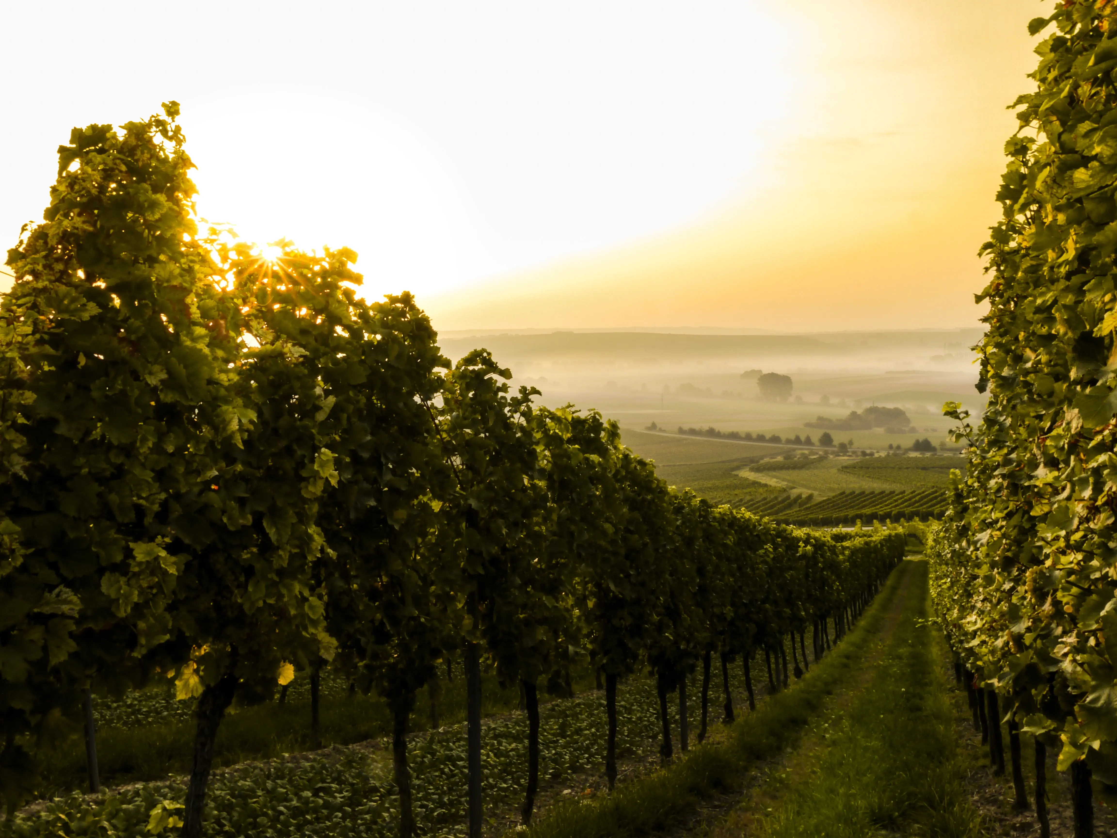 vignoble-_5_.webp