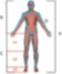 Modified diagram to define long femured