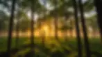 Close-up of a vibrant sunrise through trees