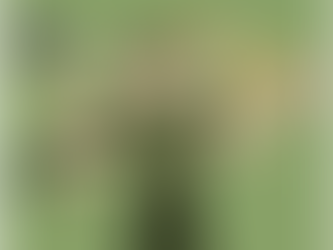 Pliktår - en god ide?