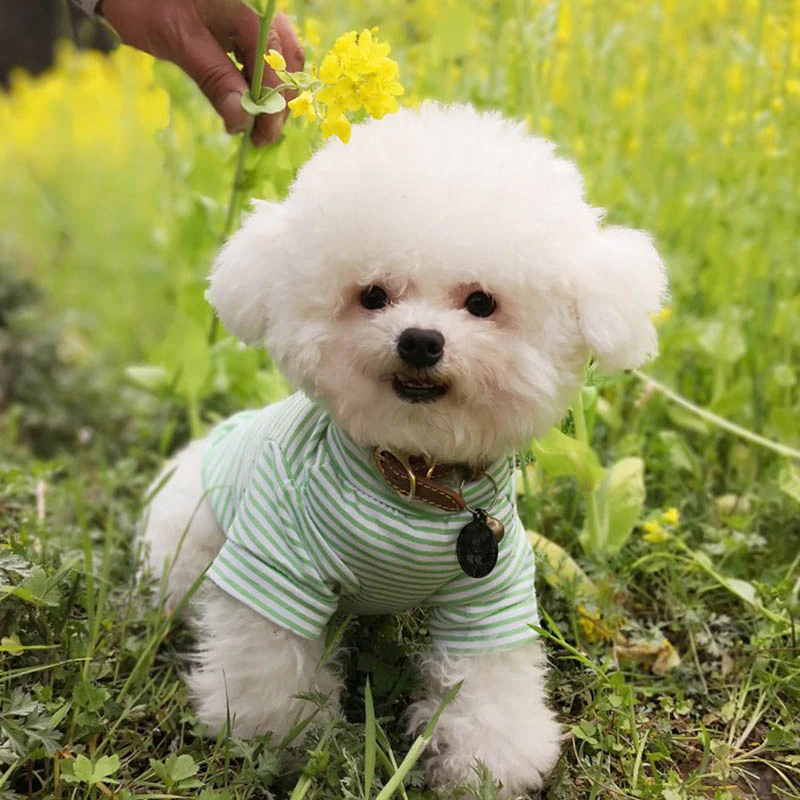 Miniatura: Warm Cat Clothes Autumn Winter Pet Clothing For Small Cats Dogs Cotton Cat