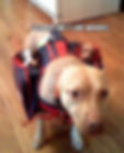 Pitbull with 2 Subwoofers