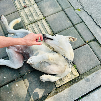 Bali dogs