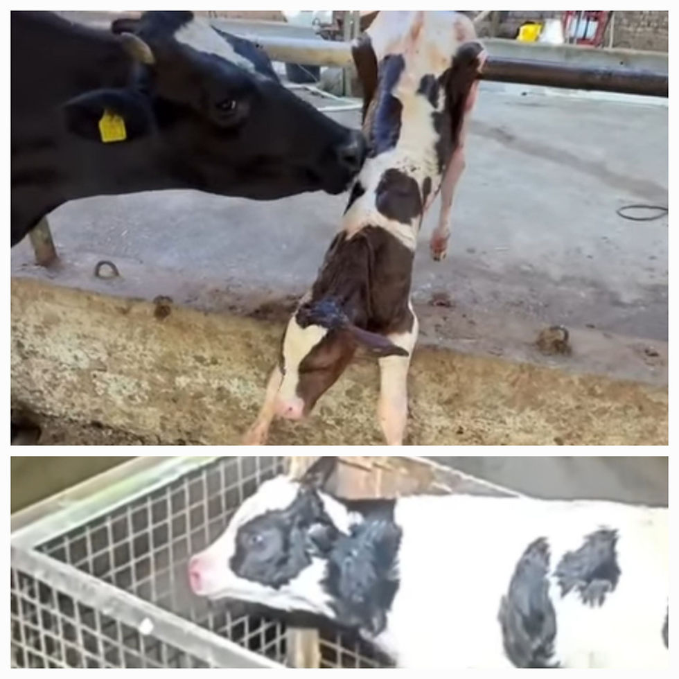 Las Ganancias de la Industria Láctea no paran de Crecer como tampoco la Crueldad de sus Procedimientos
