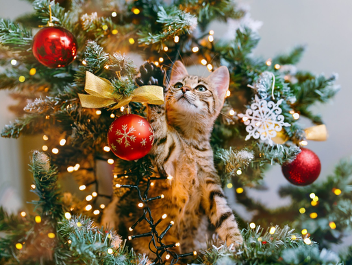 Cat-Proof Your Christmas Tree