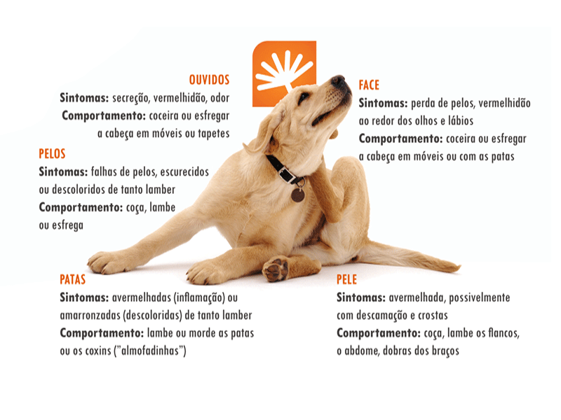 Sintomas da dermatite atópica canina