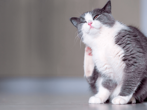 Alergias em gatos