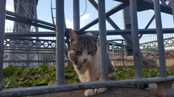 Gato portugués.jpg