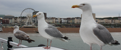 Gaviotas Brighton.jpg